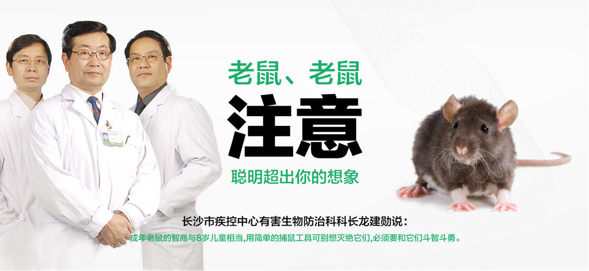 老鼠聰明超出你想象。